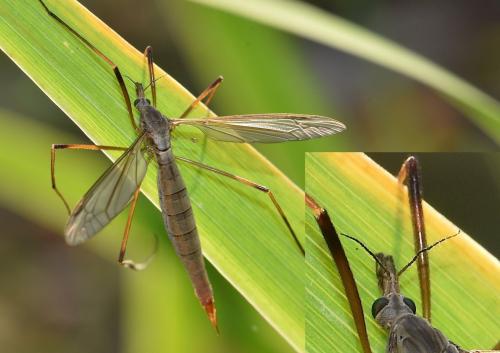 Tipula paludosa